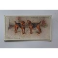 1925 John Player & Sons Dogs No. 39 Airedale Te...