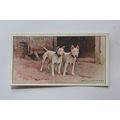 1925 John Player & Sons Dogs No. 41 Bull-Terriers