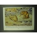1943 Asian Palla, African Wildcat Illustration ...