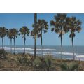 Fajara Cliffs Fan Palms African Postcard