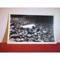 YOUNG SEAL, ST. DAVID'S, WALES unused postcard ...