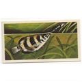 1976 Brooke Bond Tea card Wonders of Wildlife N...