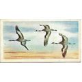 Wonders of Wildlife 1976 Brooke Bond Tea Card 3...