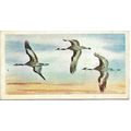 Wonders of Wildlife 1976 Brooke Bond Tea Card 3...