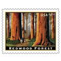 Redwood Forest Issue 2009 $4.95 Priority Mail S...