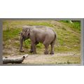 Elephant in a Natural Habitat A3 Chrome
