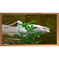 White Spoonbill Wading in a Pond A4 Pine