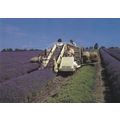 Norfolk Lavender Ltd Caley Mill Heacham Postcar...