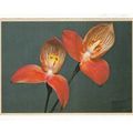 Disa Uniflora Flower of Cape Province South Afr...