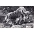 DOMESTIC YAK 1894 Mammal - Long-haired Bovid VI...