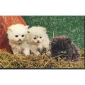 Vintage Bamforth 'Animal' series PC - 'kitten t...