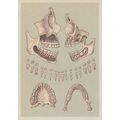 Adult Skull Cross Section Teeth Lower Upper Jaw...