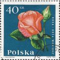 POLAND, FLOWER, Rose Monique, blue 1964, 40gr