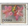 POLAND, FLOWER, Rhododendron japonicum, grey 19...