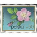 POLAND, FLOWER, Rosa pendulina, blue 1972, 50gr