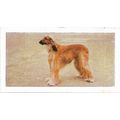 Dogs 1961 Hornimans Tea Card 1 - Afghan Hound