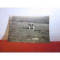 small vintage photograph of a FOAL. DARTMOOR? c...