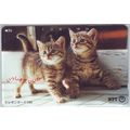 Kittens V4 Japan NTT Phone Card