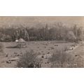 ED 195 LINCOLN - THE ARBORETUM .RP POSTCARD
