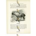 Sze Chuan Takin, Animal Book Illustration (Prin...