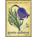 ROMANIA, FLOWER, Pulsatilla Pratensis, yellow 1...
