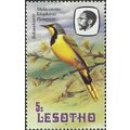 LESOTHO, BIRD, Bushshrike, Malaconotus telophor...