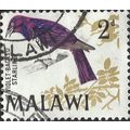 MALAWI, BIRD, Violet-backed starling, violet 19...