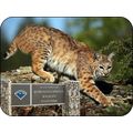 Homosassa Springs Wildlife State Park Florida w...