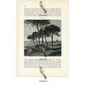 Rome, General View, Italy, Book Illustration (P...