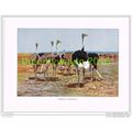 SOMALI OSTRICH, BOOK ILLUSTRATION (PRINT), LYDE...