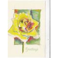 Peace Rose Greetings Postcard unused VGC