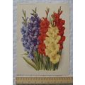1939 Amateur Gardening illustration - Some Choi...