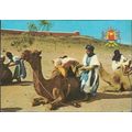 Draa Valley, Morocco - camels - postcard, good ...