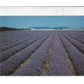 Norfolk Lavender Ltd Caley Mill Heacham Postcar...
