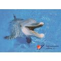 Czech Republic Dolphin Water Park Praha Postcard