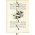Bridled Guillemots, Animal Book Illustration (P...