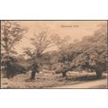 Richmond Park, Surrey, 1915 - Boots Pelham Post...