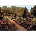 D026398 Hidcote Manor Gardens. The Old Rose Wal...