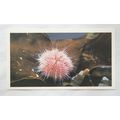 1988 Players Doncella The Living Ocean No. 12 E...