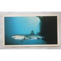1988 Players Doncella The Living Ocean No. 13 W...