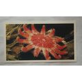 1988 Players Doncella The Living Ocean No. 11 C...