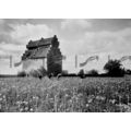 Chrysanthemum Harvest Willington, Herts, B & W ...
