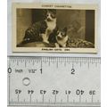 1925 Pattreiouex Real Photos No. 284 two Englis...