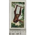 Neilson's Interesting Animals card No. 10 Chimp...