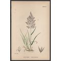 COMMON BENT-GRASS 1872 John Edward Sowerby PLAN...