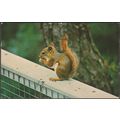 Red Squirrel at Williamsport, Pennsylvania, 197...