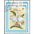 LAOS, FLOWER, Orchid, Cattleya lueddemanniana, ...