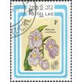 LAOS, FLOWER, Orchid, Miltonia vexillaria, blue...