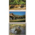 Elephants Bathing at North Thailand 3x Postcard