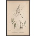 WOOD MEADOW-GRASS, VAR. B 1872 John Edward Sowe...